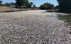 オーストラリアの川で数百万匹の魚が大量死、原因は熱波か？