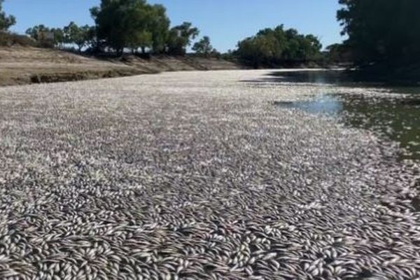オーストラリアの川で数百万匹の魚が大量死、原因は熱波か？
