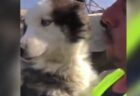 【トルコ】地震発生から23日後にハスキー犬を救出、瓦礫の下で生き延びていた！
