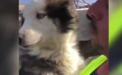 【トルコ】地震発生から23日後にハスキー犬を救出、瓦礫の下で生き延びていた！