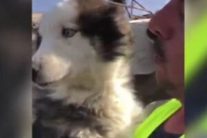 【トルコ】地震発生から23日後にハスキー犬を救出、瓦礫の下で生き延びていた！