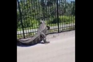 凄まじい破壊力、ワニがフェンスを簡単に突き破っていく【動画】