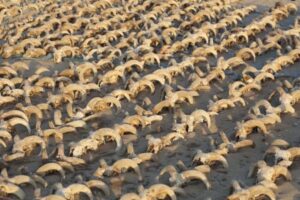 エジプトの神殿から、2000個以上に及ぶミイラ化した羊の頭部を発見