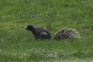 プロゴルフの大会でリスがプレーを邪魔してしまう、選手も困惑