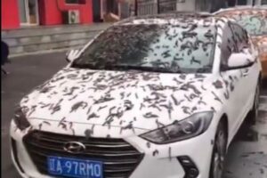 空から大量のミミズが降ってきた？駐車していた車にびっしり【中国】