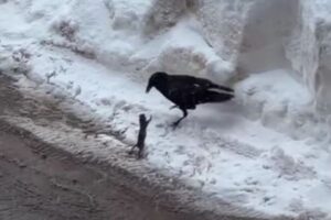 勇敢なリス、自分よりも体の大きなカラスに挑む【動画】