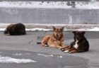 チェルノブイリ原発周辺の犬は、遺伝的に大きく異なることが判明