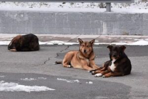 チェルノブイリ原発周辺の犬は、遺伝的に大きく異なることが判明