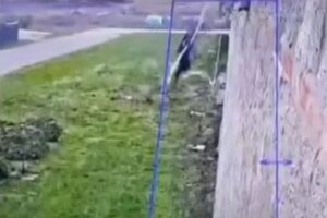 イタリアのマフィアが、シーツを使って刑務所から脱獄【動画】