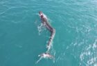 スペイン沖で背中が曲がった巨大なクジラを目撃、泳ぐ姿が痛々しい