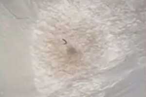 雪崩に巻き込まれたスキーヤー、片腕を出して救助隊員に居場所を伝える