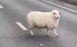 交通量の多い道路を彷徨っていた羊、バスの運転手が保護に成功