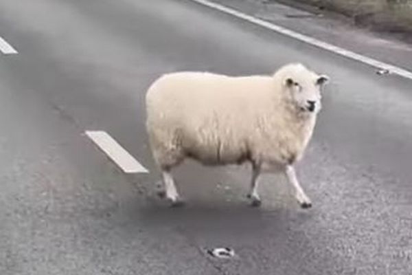交通量の多い道路を彷徨っていた羊、バスの運転手が保護に成功