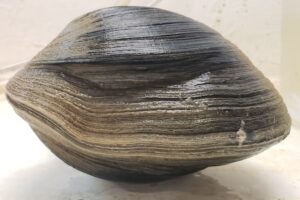 海辺で拾った巨大二枚貝は年齢214才だった