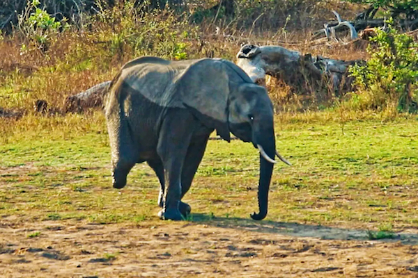 3本足で生き続ける野生のゾウが、南アフリカで目撃される【動画】