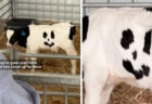 オーストラリアで生まれた「笑」絵文字付きの子牛が可愛い