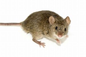 オスの細胞から卵子を作り出し、マウスの赤ん坊を誕生させることに成功