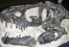 ティラノサウルスに薄い唇があった可能性、ワニよりもトカゲに似ていた？