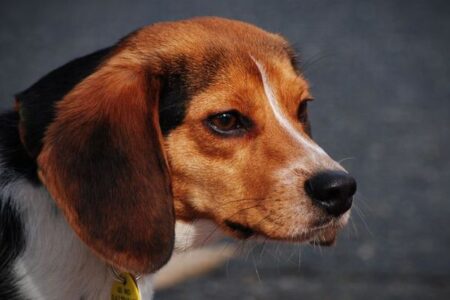 新型コロナの変異株は、犬の間で感染する可能性：韓国研究
