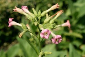 植物がストレスを受けると、超音波を発する可能性