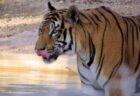 竜巻の被害を受けたサファリパークから、2頭のトラが逃走【アメリカ】