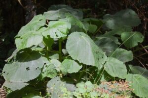 史上最悪の植物に突っ込んだ女性、両足の耐えがたい痛みに苦しむ【オーストラリア】