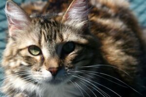 英政府が新型コロナ発生時、全てのネコの殺処分を検討していた