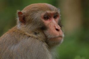 飼い主の元から逃げたサル、女性に襲い掛かり耳を引き裂く【アメリカ】