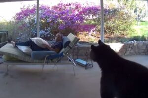 寛いでいた男性とクマが近くで遭遇、お互いに顔を合わせてビックリ【動画】