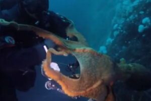 大きなタコが体に巻き付き、ダイバーも困惑【動画】