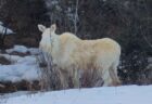 カナダの森で、稀少な白いヘラジカを目撃【動画】