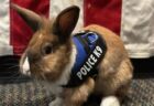 まさに『ズートピア』、カリフォルニア州の警察でウサギが仲間に
