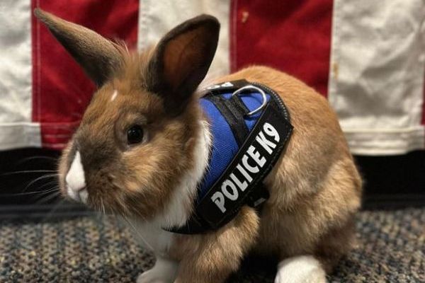 まさに『ズートピア』、カリフォルニア州の警察でウサギが仲間に