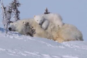 母親の体の上で寛ぐ、ホッキョクグマの赤ちゃんがかわいい！【動画】
