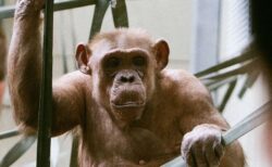 ヨーロッパで最高齢のチンパンジー、58歳の誕生日を迎える