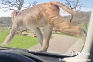 英のサファリパークにいたサル、去り際に見事な宙返りを決める