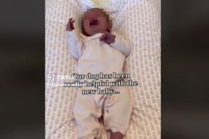 赤ちゃんが号泣、原因はワンコが意外なものを盗んだから？【動画】