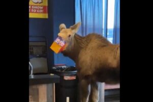 ヘラジカが映画館に侵入、「ハッピーミール」の箱に鼻を突っ込む【アラスカ】