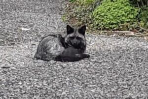イギリスで珍しい黒いキツネを目撃、街を歩く様子が撮影される