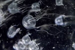 香港で24個の目を持つ新種のハコクラゲを発見、中国の海域で初めて