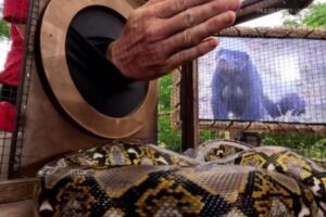 豪のTV番組で、出場者がヘビに手を噛まれ、痛みに耐え続ける