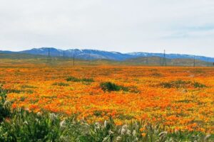 カリフォルニア州でポピーのスーパーブルーム、4年ぶりに咲き誇る