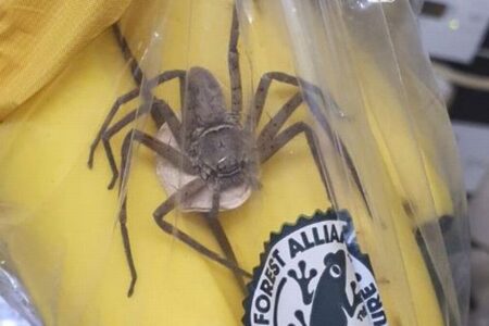 バナナの袋に大きなクモ、発見した男性もショック【イギリス】
