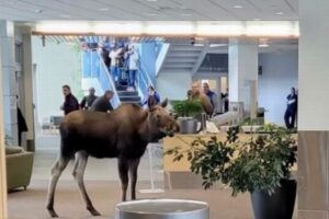 アラスカ州の病院に巨大なヘラジカが侵入、植物をむしゃむしゃ