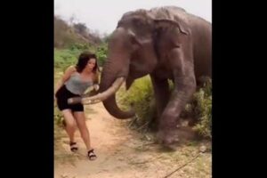バナナでゾウをからかった女性、牙で吹っ飛ばされてしまう【動画】