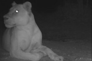 姿を消していたライオンが戻ってきた！約20年ぶりに確認【チャド】