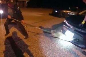 【大変】車の前部にヤマネコが閉じ込められていた！何とか救助に成功