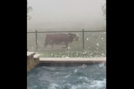 「痛たいよ、モゥ」大きな雹が降ってきて、牛さんも慌てて避難