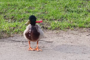 首にナイフが刺さったまま普通に生きる野生のカモが発見される