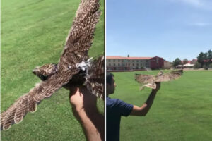 科学者が死んだ鳥でドローンを製作、生きていた時の飛び方を再現